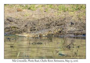 Nile Crocodile