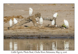 Cattle Egrets