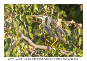 Green-backed Heron