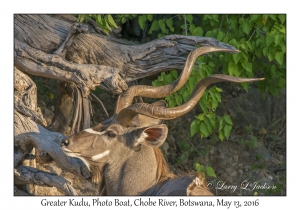 Greater Kudu