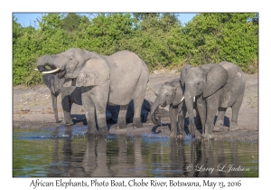 African Elephants