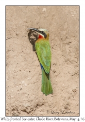 White-fronted Bee-eater