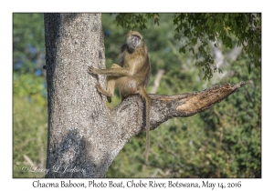 Chacma Baboon