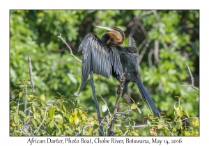 African Darter
