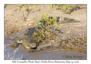 Nile Crocodile