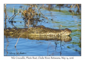 Nile Crocodile