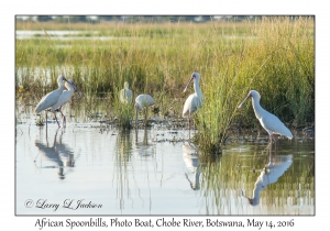 African Spoonbills