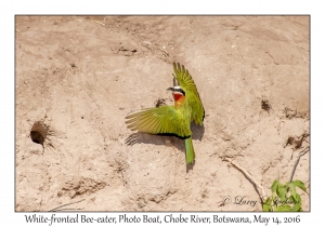 White-fronted Bee-eater