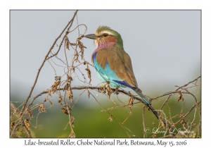 Lilac-breasted Roller