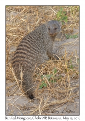 Banded Mongoose