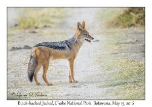 Black-backed Jackal