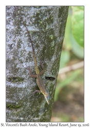 St. Vincent's Bush Anole