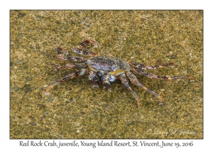 Red Rock Crab, juvenile