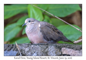 Eared Dove