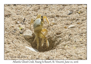 Atlantic Ghost Crab