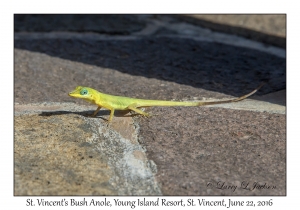 St. Vincent's Bush Anole