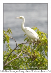 Little Blue Heron, juvenile