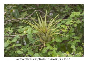 Giant Airplant