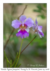 Vanda 'Agnes Joaquim'