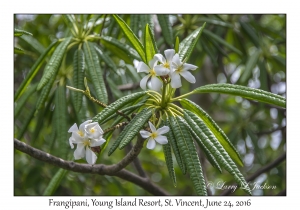 Frangipani