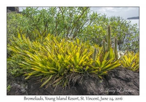 Bromeliads