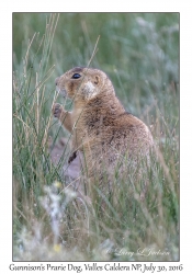 Gunnison's Prarie Dog