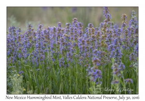 New Mexico Hummingbird Mint