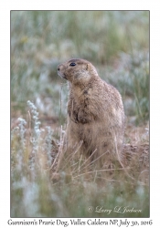 Gunnison's Prarie Dog