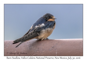 Barn Swallow