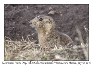 Gunnison's Prarie Dog