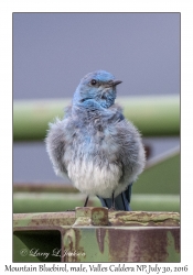 Mountain Bluebird