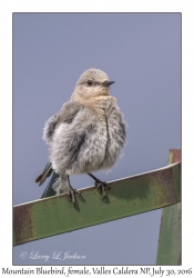 Mountain Bluebird