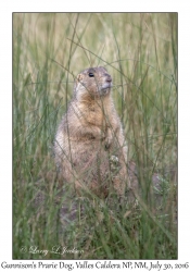 Gunnison's Prarie Dog