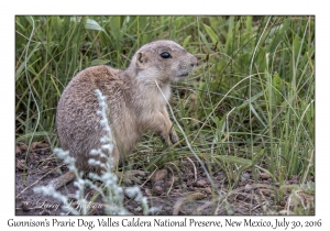 Gunnison's Prarie Dog