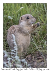 Gunnison's Prarie Dog