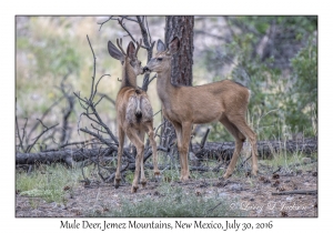 Mule Deer