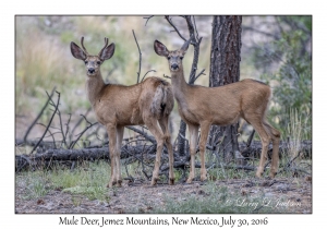 Mule Deer