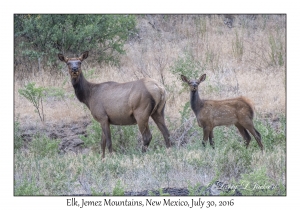 Elk