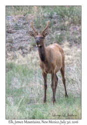 Elk