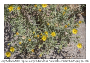 Gray Golden Aster