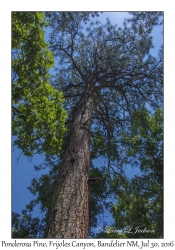 Ponderosa Pine