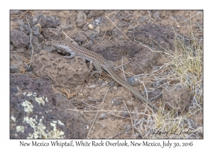 New Mexico Whiptail