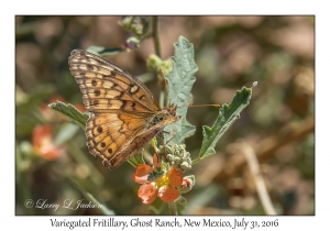 Variegated Fritillary