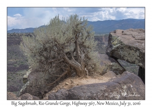 Big Sagebrush