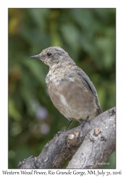 Western Wood Peewee