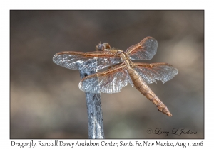 Dragonfly