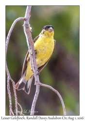 Lesser Goldfinch