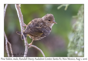 Pine Siskin