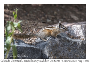 Colorado Chipmunk