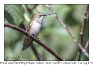 Broad-tailed Hummingbird